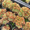[PACK of 10 PLANTS] x Echeveria 'Green smile' f. cristata