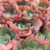 [PACK of 10 PLANTS] x Echeveria 'Bump'
