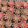 [PACK of 10 PLANTS] x Echeveria Palpitation - Mr. Haganes hyb
