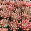 [PACK of 10 PLANTS] x Echeveria Palpitation - Mr. Haganes hyb