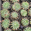 [PACK of 10 PLANTS] x Sedeveria 'Blue Elf'