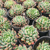 [PACK of 10 PLANTS] x Sedeveria 'Blue Elf'