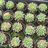 [PACK of 10 PLANTS] x Sedeveria 'Blue Elf'