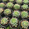 [PACK of 10 PLANTS] x Sedeveria 'Blue Elf'