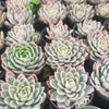 Echeveria 'Violet Queen'