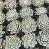 Echeveria 'Violet Queen'