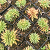 [PACK of 10 PLANTS] x Echeveria agavoides 'Corderoyi' f. cristata (Japanese Form)
