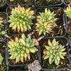 [PACK of 10 PLANTS] x Echeveria agavoides 'Corderoyi' f. cristata (Japanese Form)