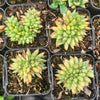 [PACK of 10 PLANTS] x Echeveria agavoides 'Corderoyi' f. cristata (Japanese Form)