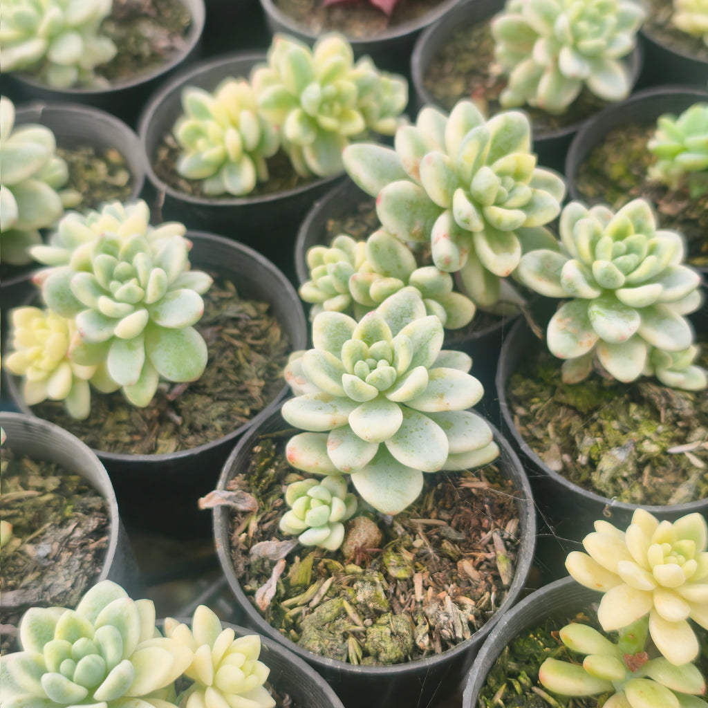 [PACK of 10 PLANTS] x Sedum Clavatum Variegated