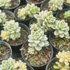 [PACK of 10 PLANTS] x Sedum Clavatum Variegated