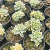 [PACK of 10 PLANTS] x Sedum Clavatum Variegated