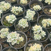 [PACK of 10 PLANTS] x Sedum Clavatum Variegated