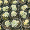 [PACK of 10 PLANTS] x Sedum Clavatum Variegated