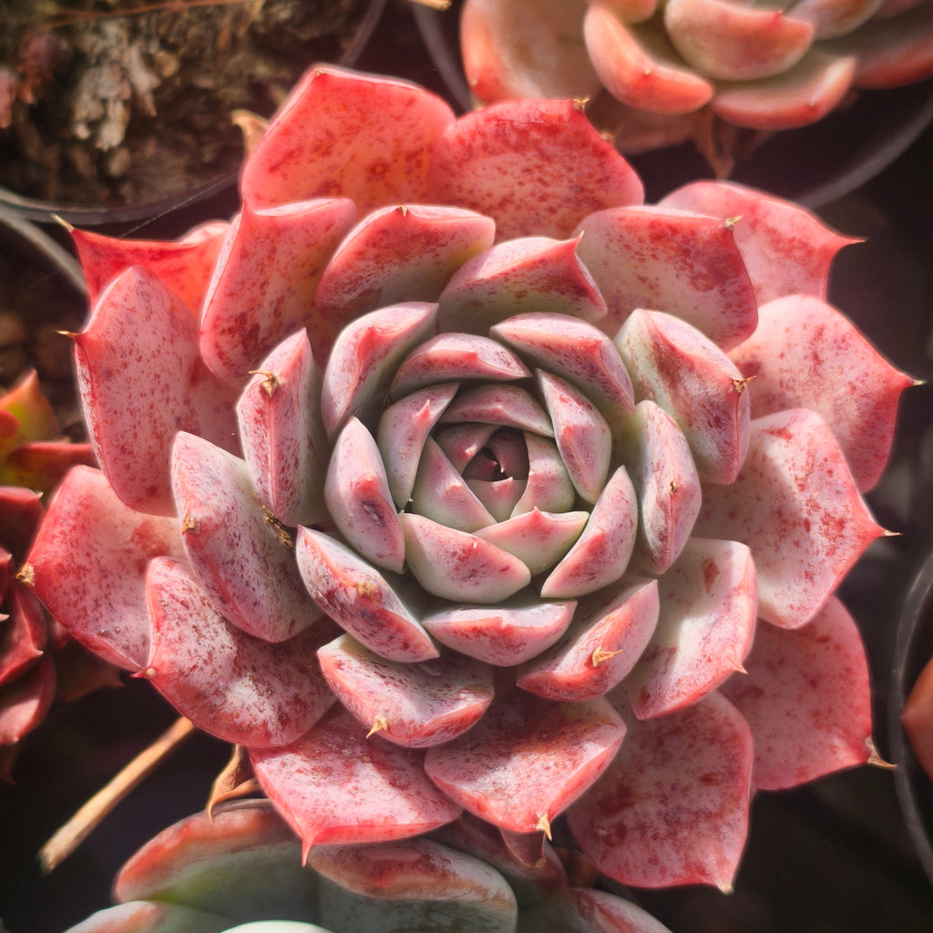 [PACK of 10 PLANTS] x Echeveria 'Hyalina Surprise'