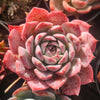 [PACK of 10 PLANTS] x Echeveria 'Hyalina Surprise'