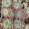 [PACK of 10 PLANTS] x Echeveria 'Hyalina Surprise'