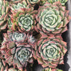 [PACK of 10 PLANTS] x Echeveria 'Hyalina Surprise'