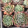 [PACK of 10 PLANTS] x Echeveria 'Hyalina Surprise'