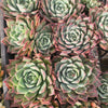 [PACK of 10 PLANTS] x Echeveria 'Hyalina Surprise'