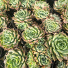[PACK of 10 PLANTS] x Echeveria 'Hyalina's choice' (w/pup)