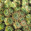 [PACK of 10 PLANTS] x Echeveria 'Hyalina's choice' (w/pup)