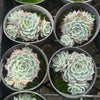 [PACK of 10 PLANTS] x Echeveria 'Halbingeri' (w/pup)