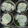 Echeveria 'Halbingeri' (w/pup)