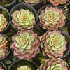 [PACK of 10 PLANTS] x Echeveria 'Mohican' (KRF)