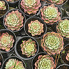 [PACK of 10 PLANTS] x Echeveria 'Mohican' (KRF)