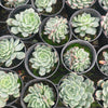 [PACK of 10 PLANTS] x Echeveria Anna (w/pup)