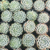 [PACK of 10 PLANTS] x  Echeveria 'Blue Dream'