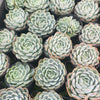 [PACK of 10 PLANTS] x  Echeveria 'Blue Dream'