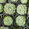 [PACK of 10 PLANTS] x Echeveria 'Cream Elegans'