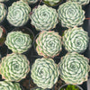 [PACK of 10 PLANTS] x Echeveria 'Cream Elegans'