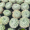 [PACK of 10 PLANTS] x Echeveria 'Cream Elegans'
