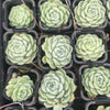 [PACK of 10 PLANTS] x Echeveria 'Cream Elegans'