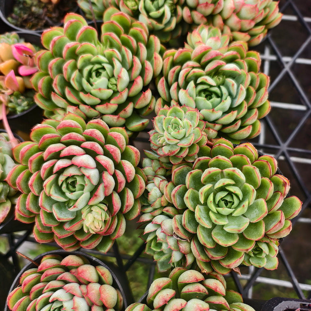 [PACK of 10 PLANTS] x  Echeveria 'Dream Rose'