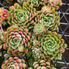 [PACK of 10 PLANTS] x  Echeveria 'Dream Rose'