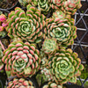 [PACK of 10 PLANTS] x  Echeveria 'Dream Rose'