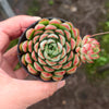 [PACK of 10 PLANTS] x  Echeveria 'Dream Rose'