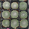 Sempervivum 'Ashes of Roses'