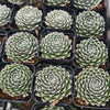 Sempervivum 'Ashes of Roses'
