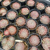Sempervivum 'Hairy Grey'