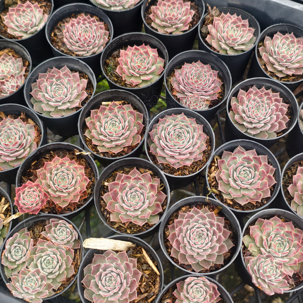 Sempervivum 'Hairy Grey'