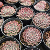 Sempervivum 'Hairy Grey'