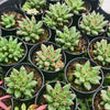 Pachyphytum compactum 'Purple Diamond'