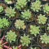 Pachyphytum compactum 'Purple Diamond'