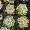 Echeveria Hook fairy