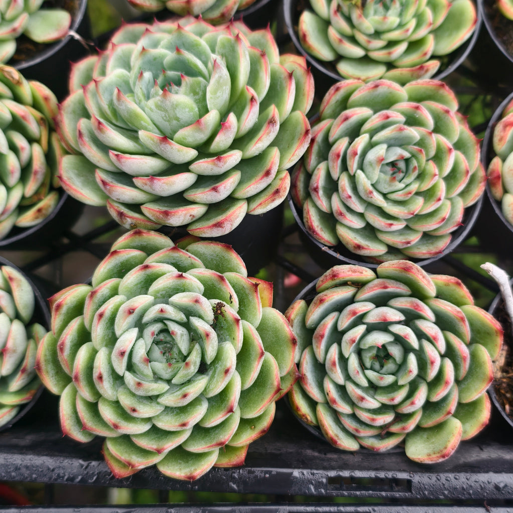 Echeveria Hook fairy